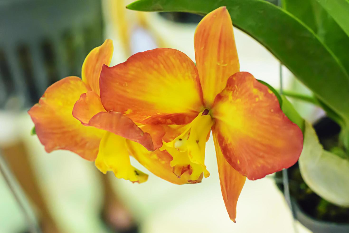 Cattleya is a genus of 113 species of orchids from Costa Rica and the Antilles south to Argentina. photo