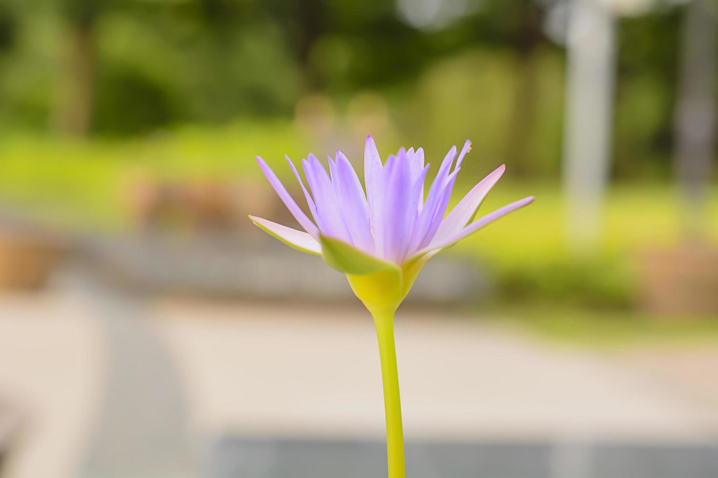 Lotus in many colors and beautiful in ponds. photo