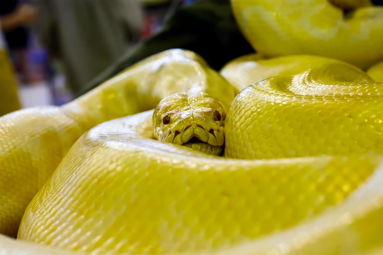 Albino Burmese python photo