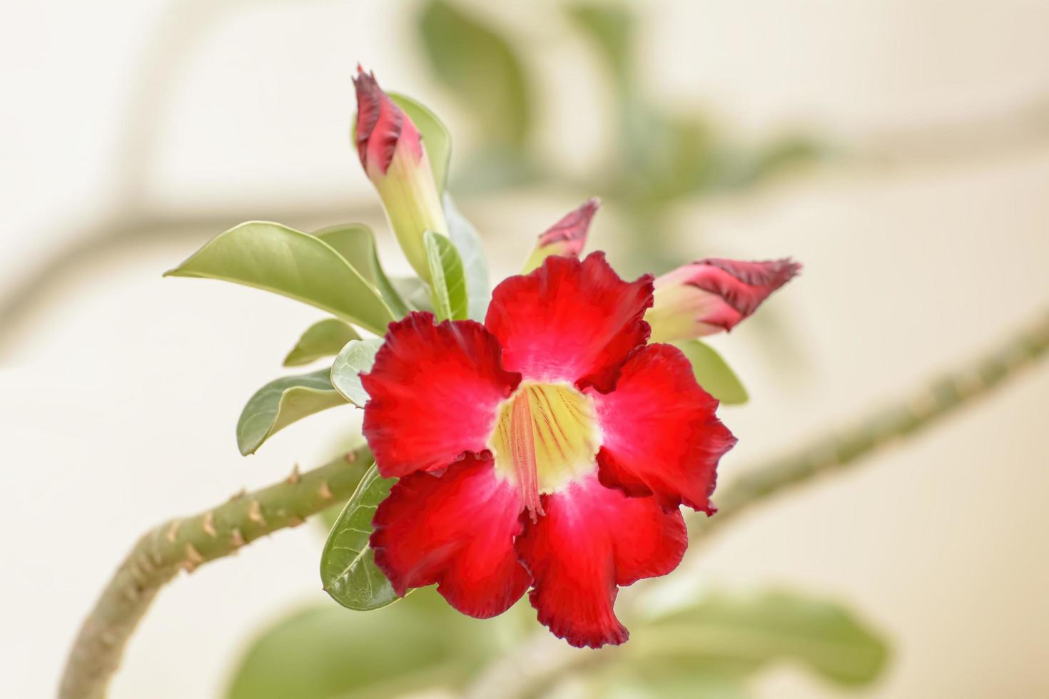 Desert Rose is a brightcolored flowers. Desert Roses are Thai Flower