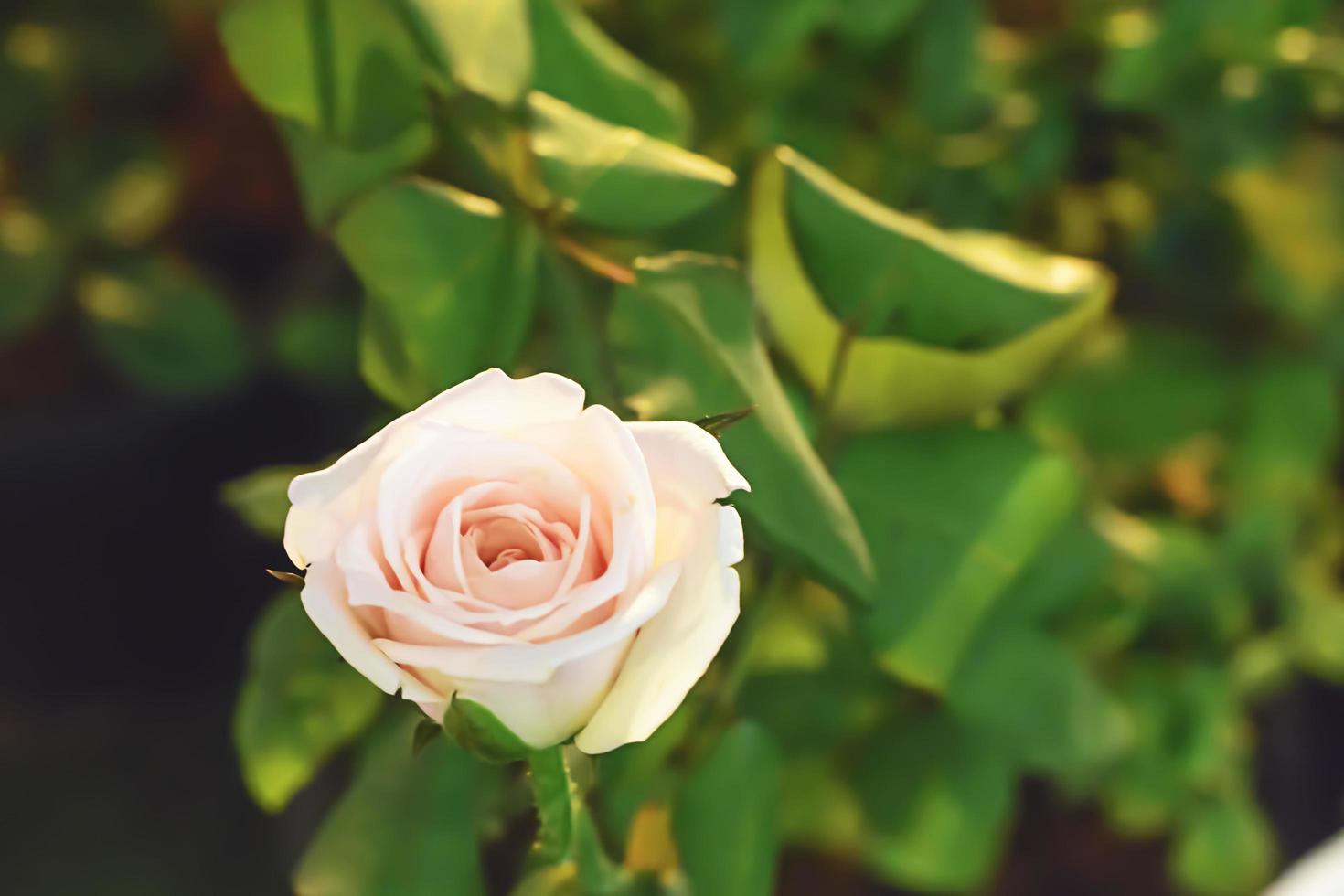 Rose in many colors and beautiful in garden photo