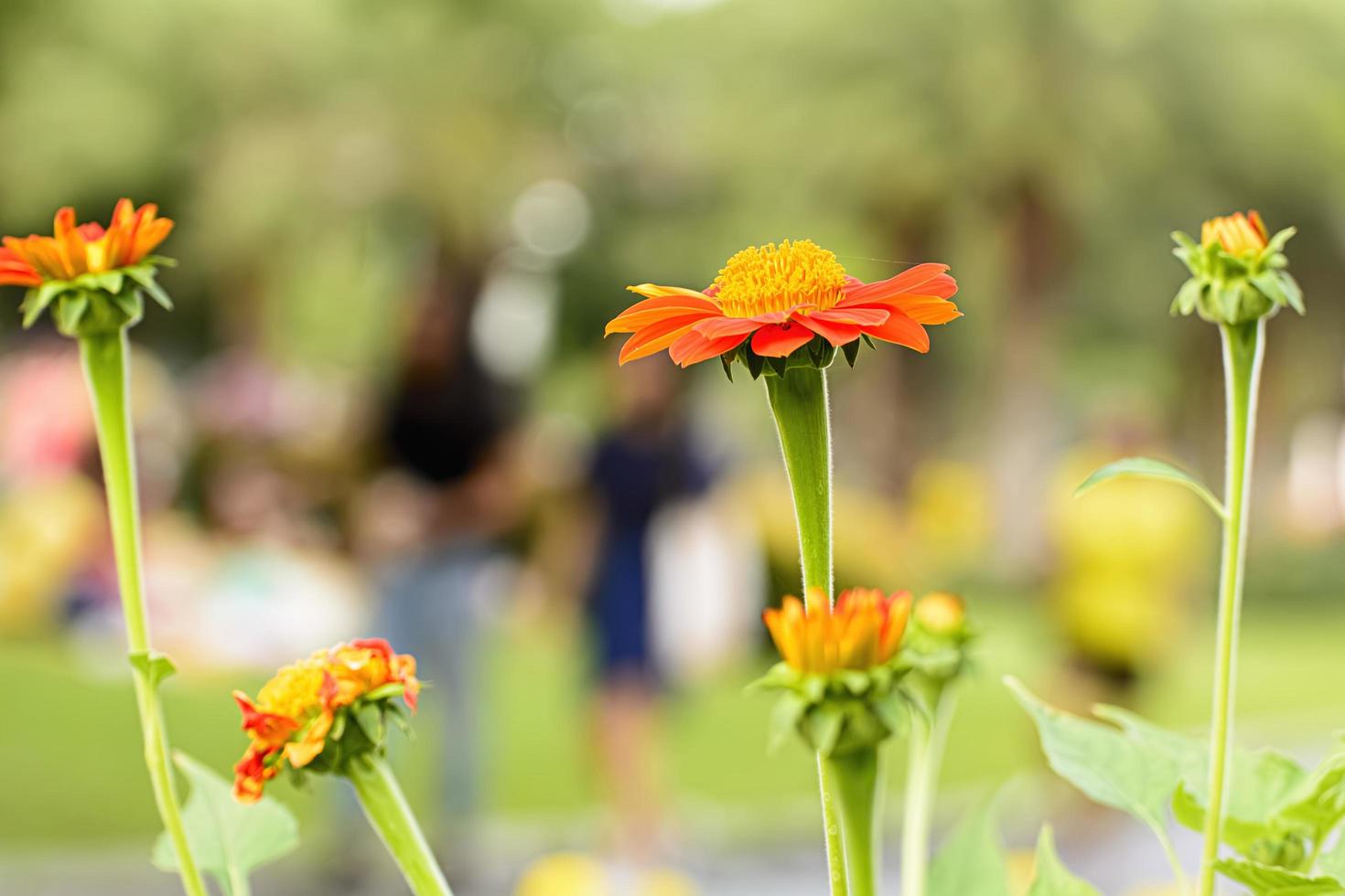 Mexican sunflower in the garden on nature background. photo