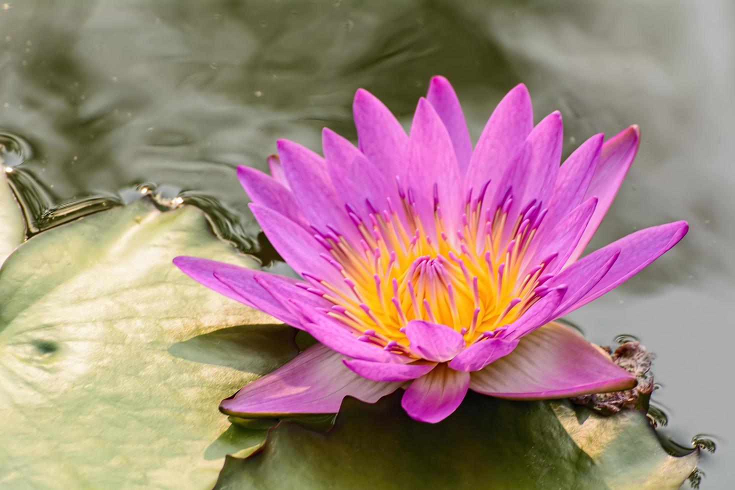 Lotus is many colors and beautiful in ponds. photo