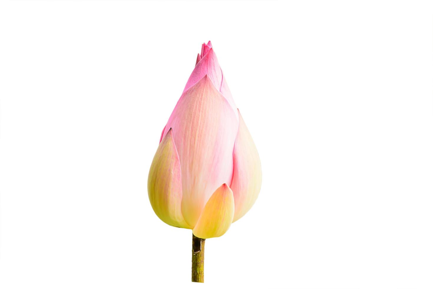 Lotus isolated on a white background. Clipping inside. photo