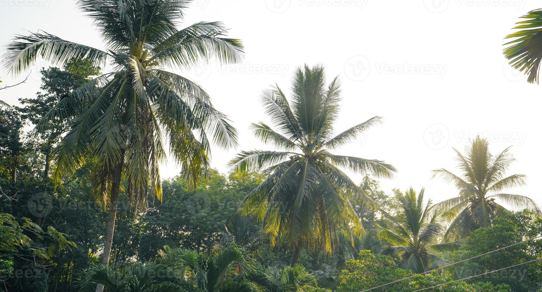 fondo de árboles y hojas tropicales foto