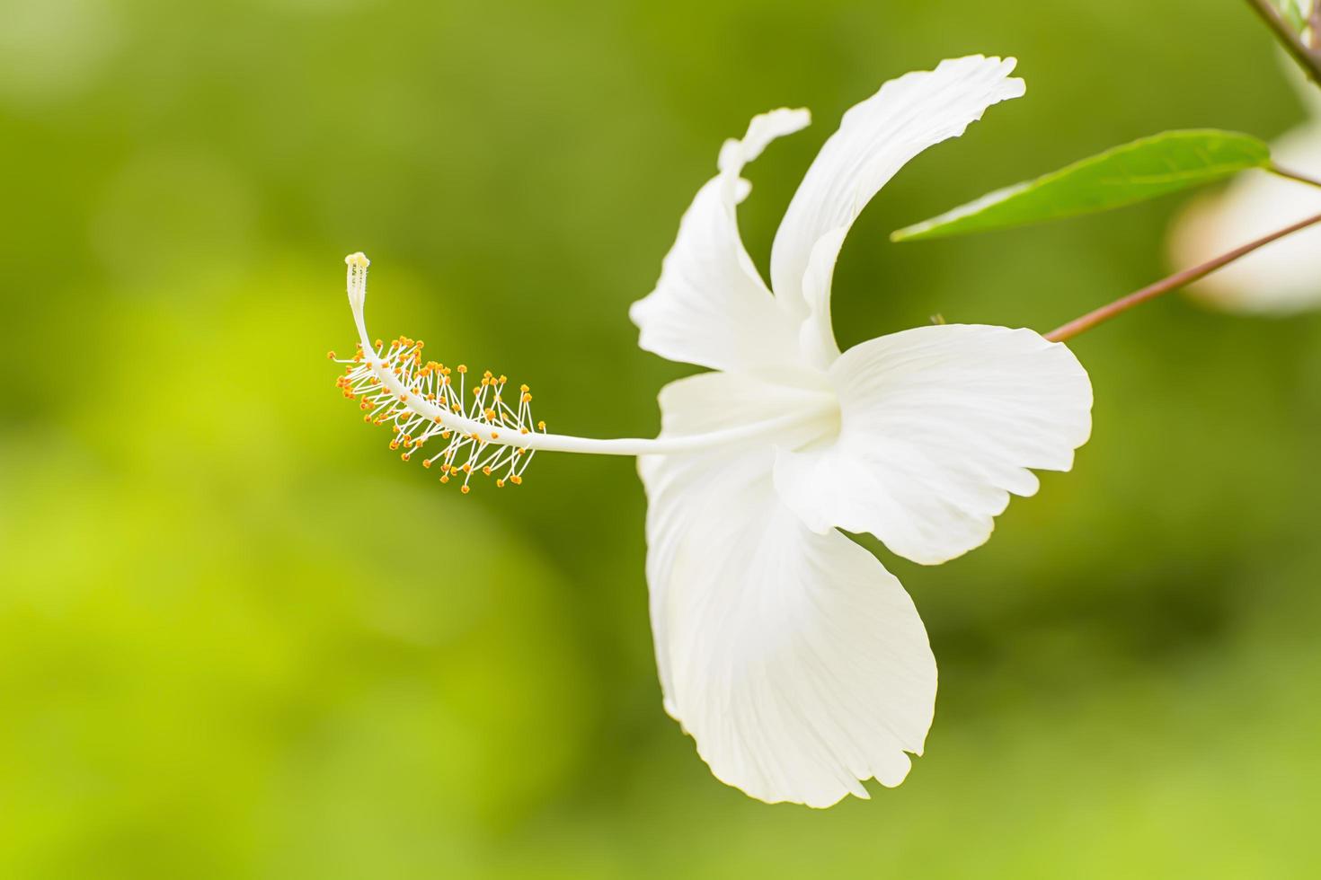 Hibiscus is a genus of flowering plants in the mallow family, Malvaceae. photo