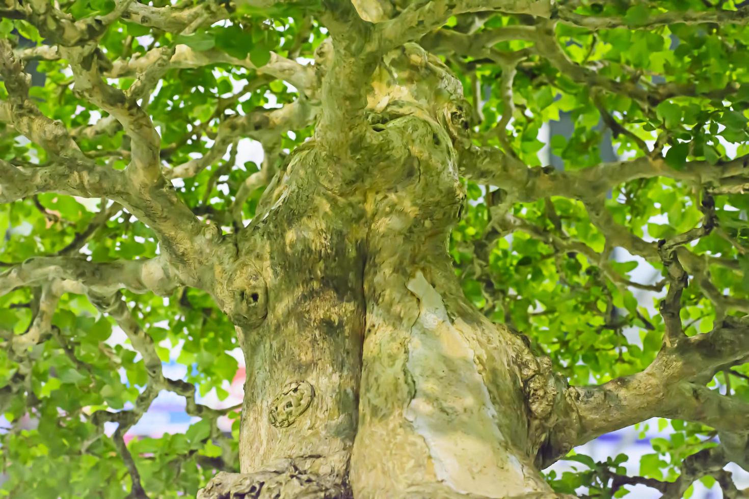 Pequeño árbol, cultivado con técnica tailandesa de bonsai. foto