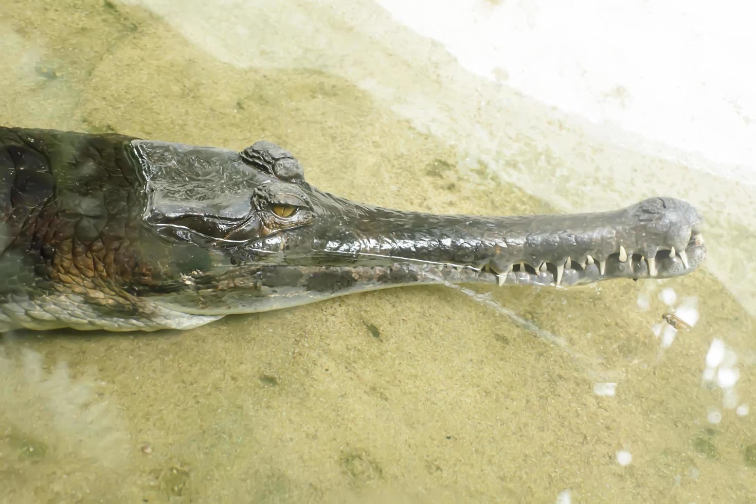 The malayan gharial take in a zoo photo