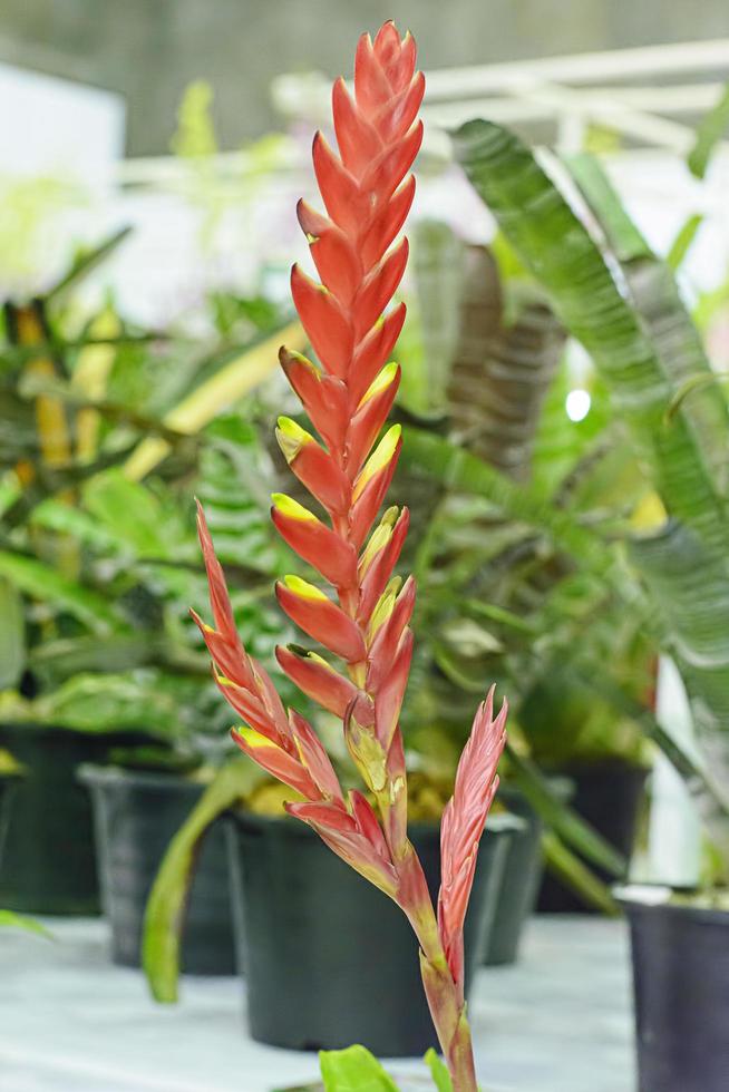 The Bromeliaceae are a family of monocot flowering plants. photo