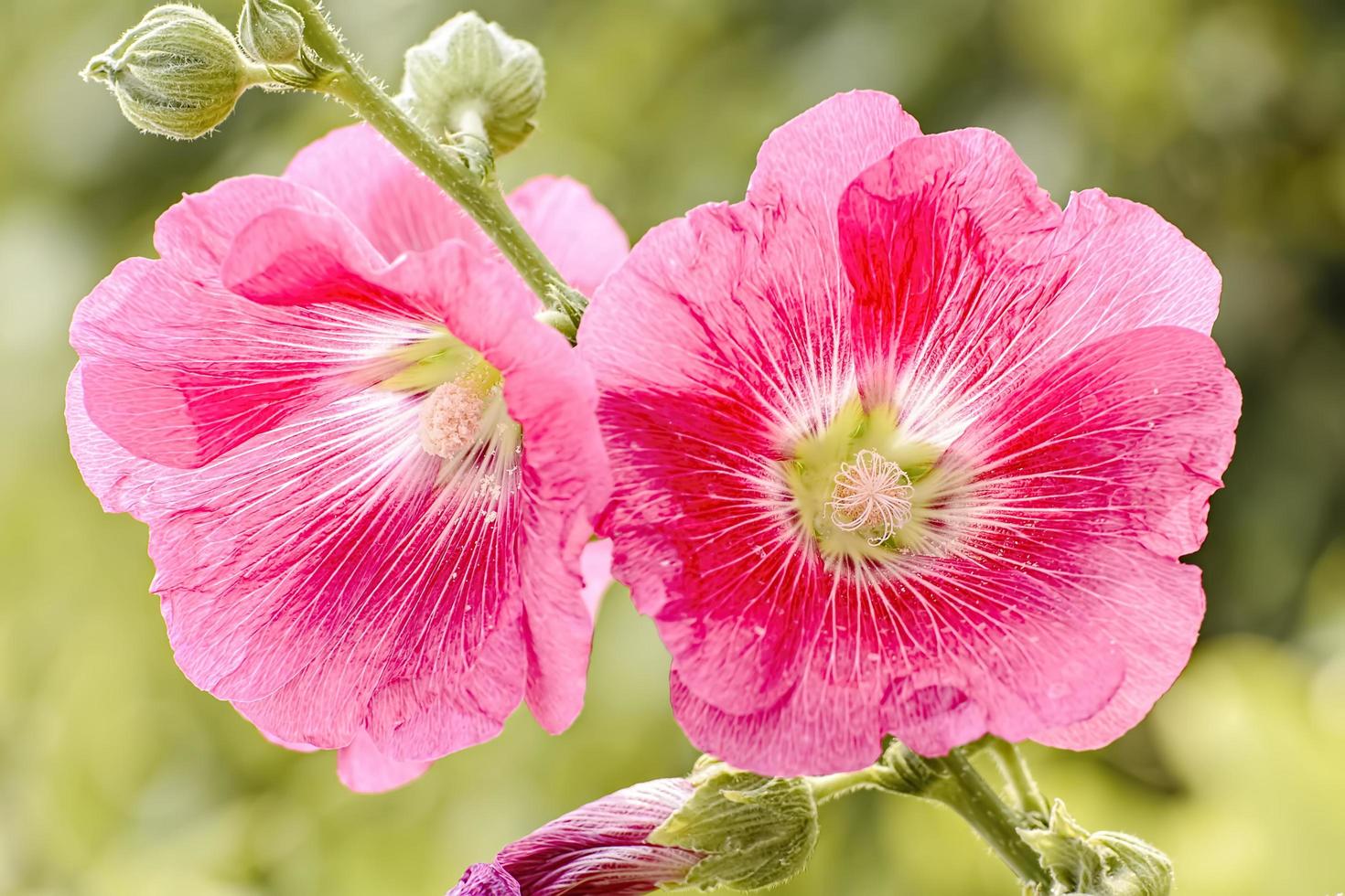 la flor de hollyhock es de muchos colores y hermosa en el jardín. foto