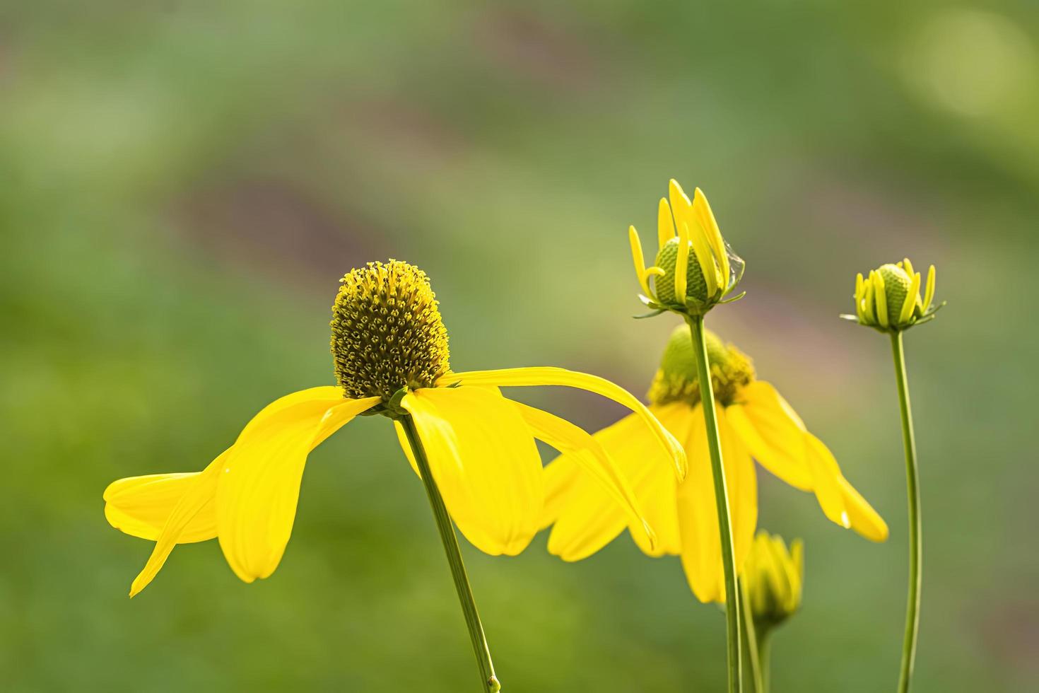 Yellow coneflowers in the garden on nature background. photo