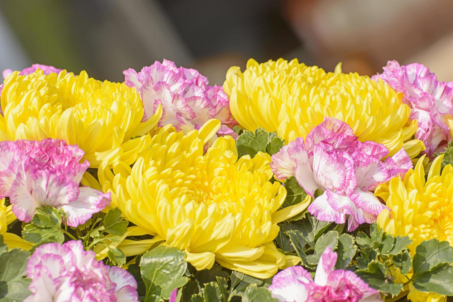 las flores son hermosas y refrescantes. es bonito 7441679 Foto de stock en Vecteezy las flores son hermosas y refrescantes. es bonito 7441679 Foto de stock en Vecteezy