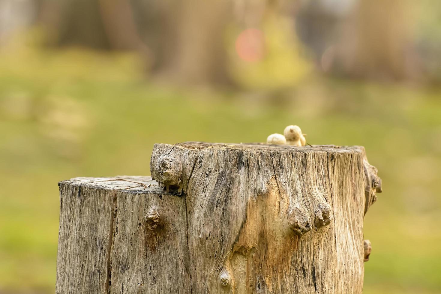 Stump in garden photo