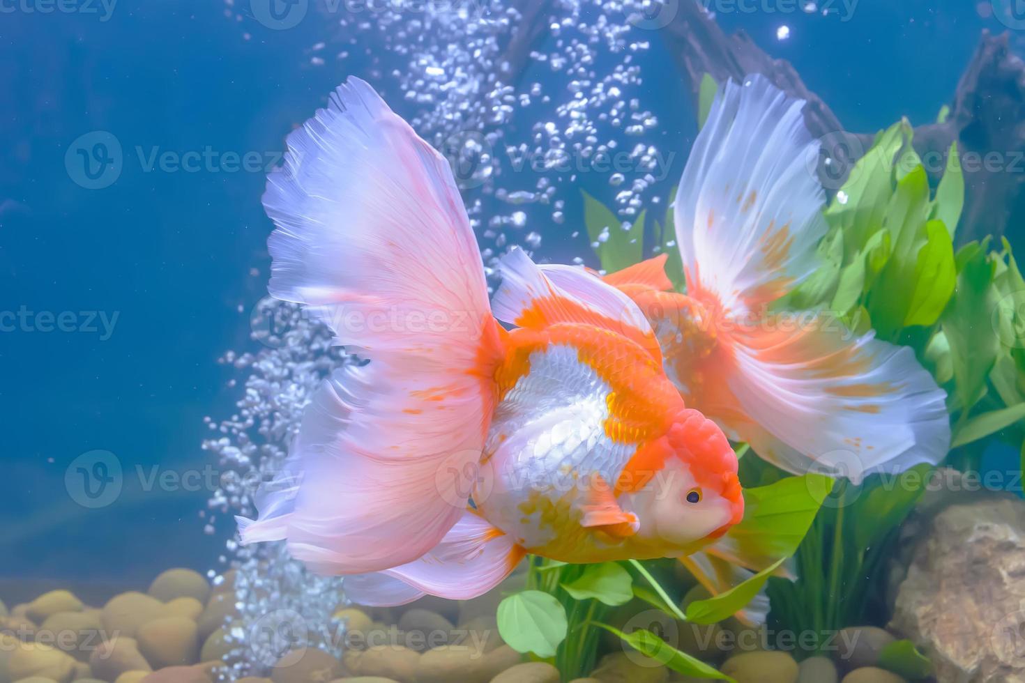 Goldfish in the cabinet photo
