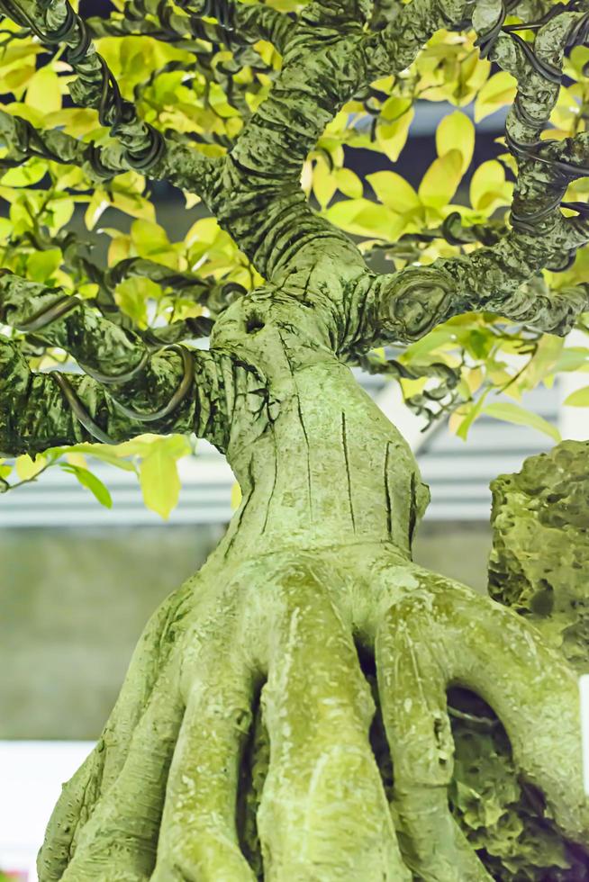 Pequeño árbol, cultivado con técnica tailandesa de bonsai. foto