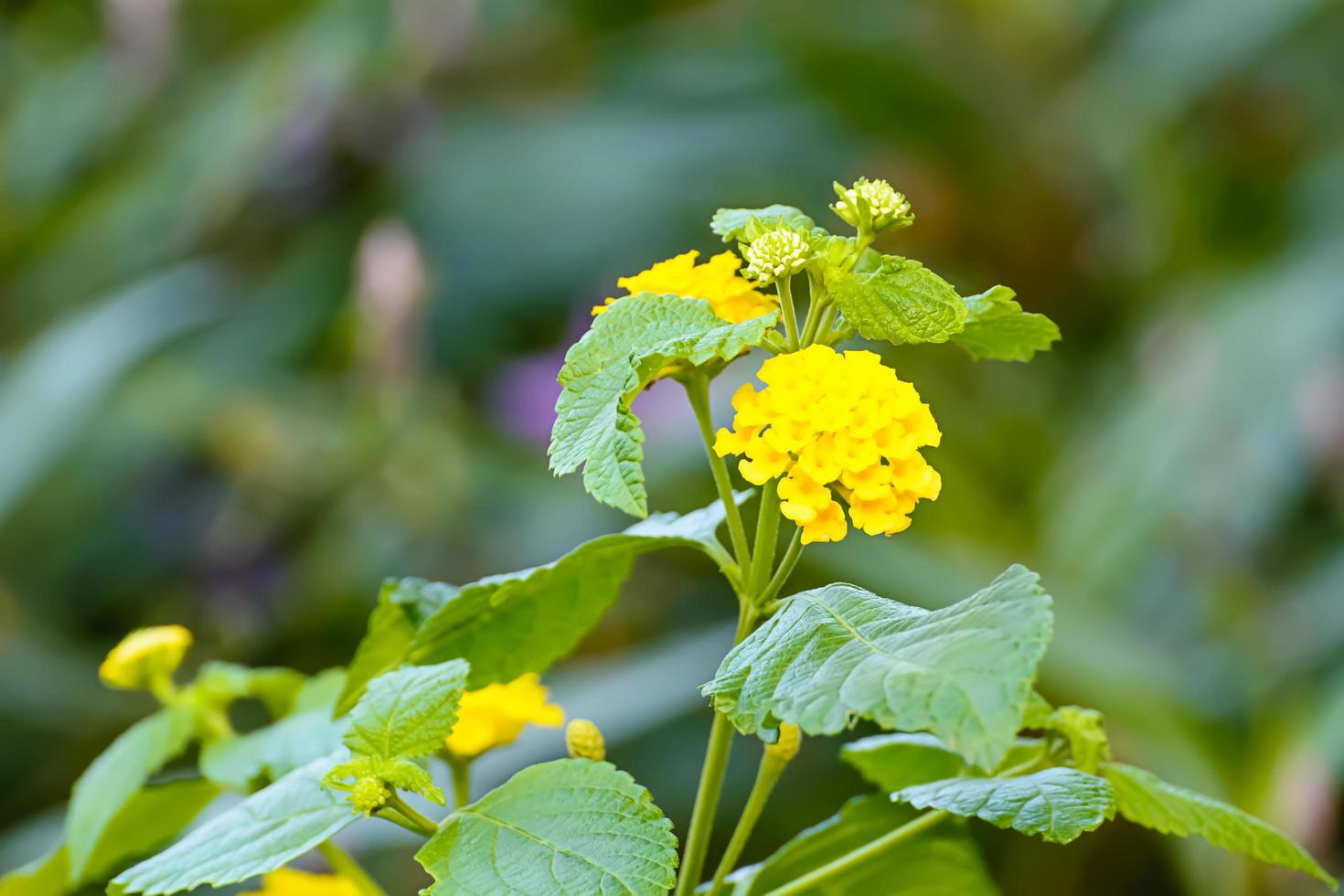 The flowers are beautiful and refreshing. Its beautiful photo