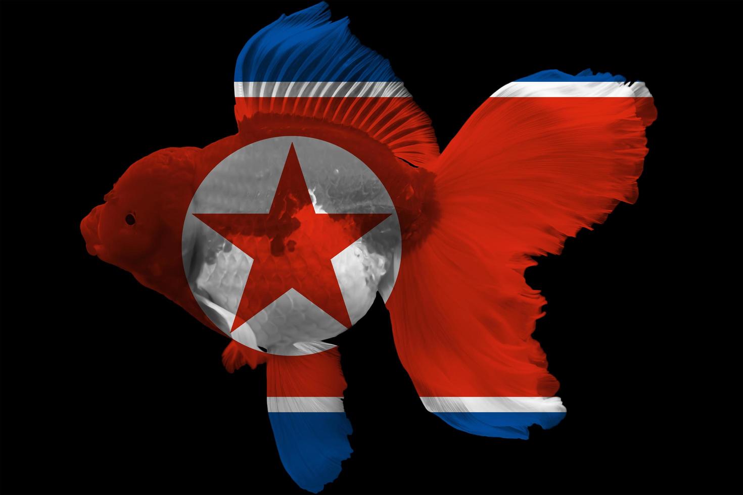 bandera de corea del norte en peces de colores foto