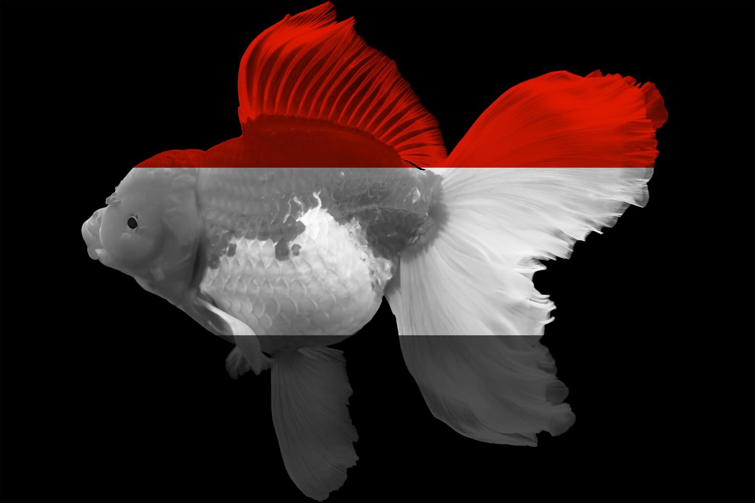 Flag of Yemen on goldfish photo