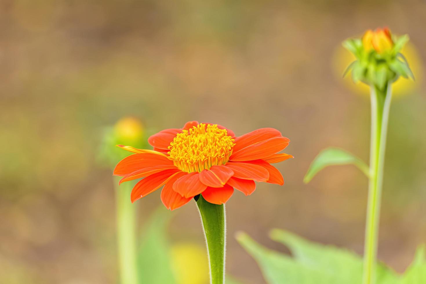 Mexican sunflower in the garden on nature background. photo