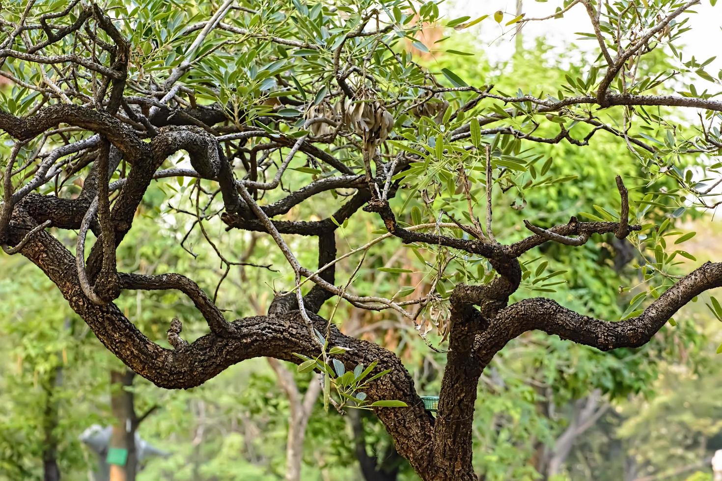 Tree in garden photo