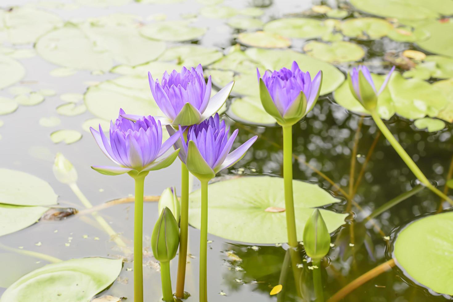 Lotus in many colors and beautiful in ponds. photo