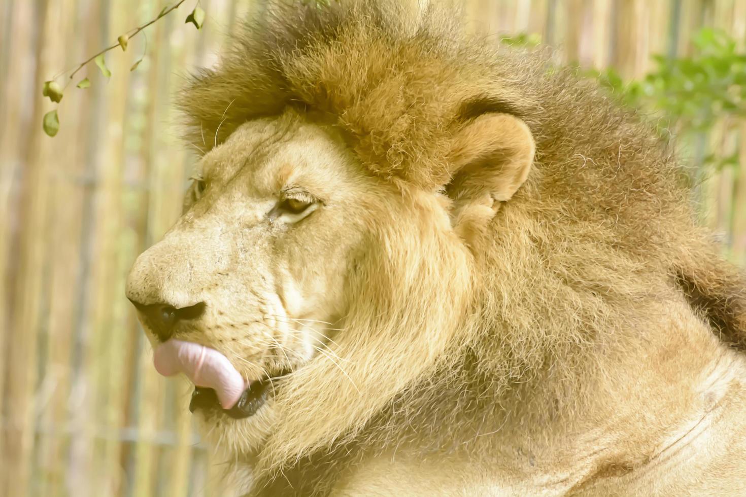 The old lion take in a zoo photo