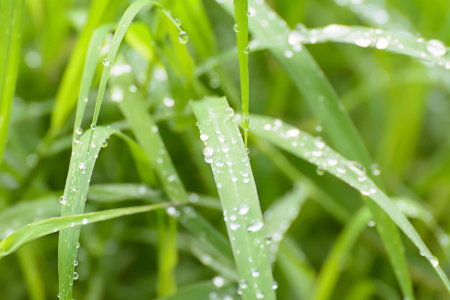 Water on the grass photo