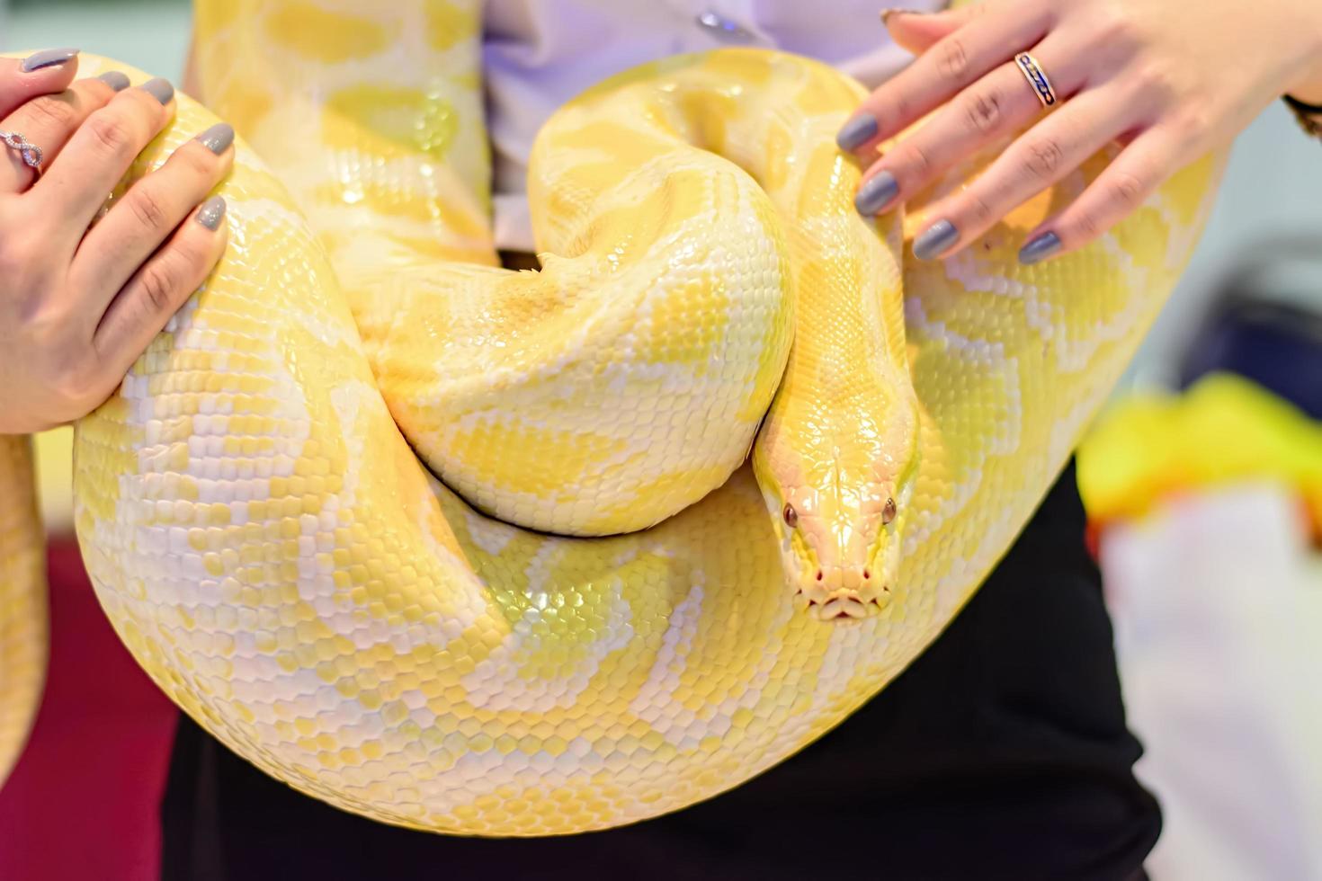 Albino Burmese python photo