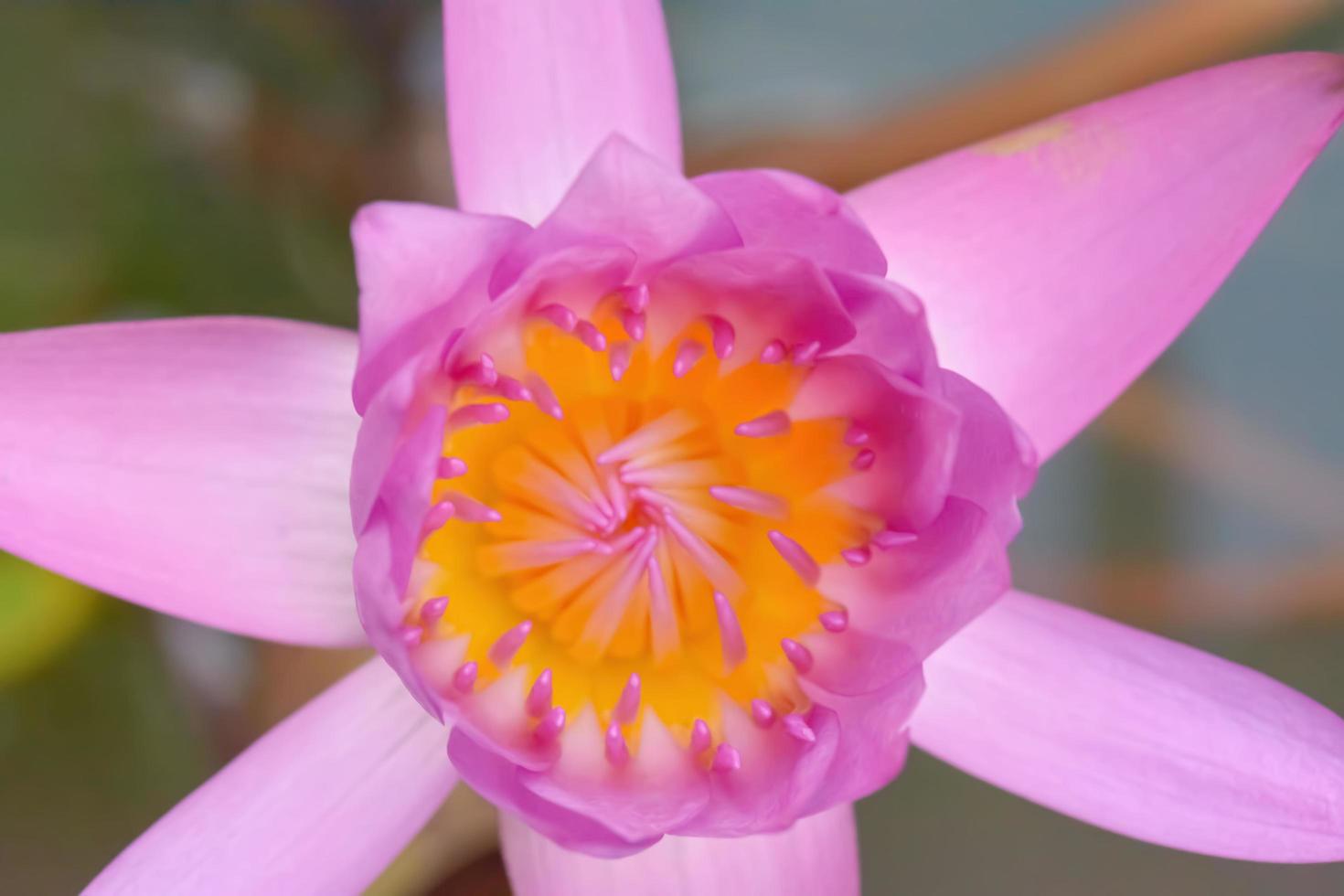 Lotus is many colors and beautiful in ponds. photo