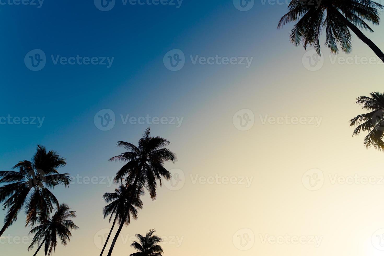 coconut palm tree with beautiful sky photo