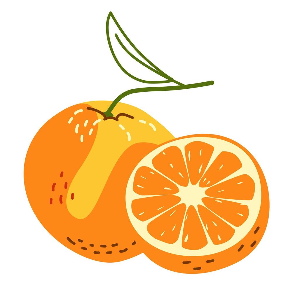 An orange is whole and half vector