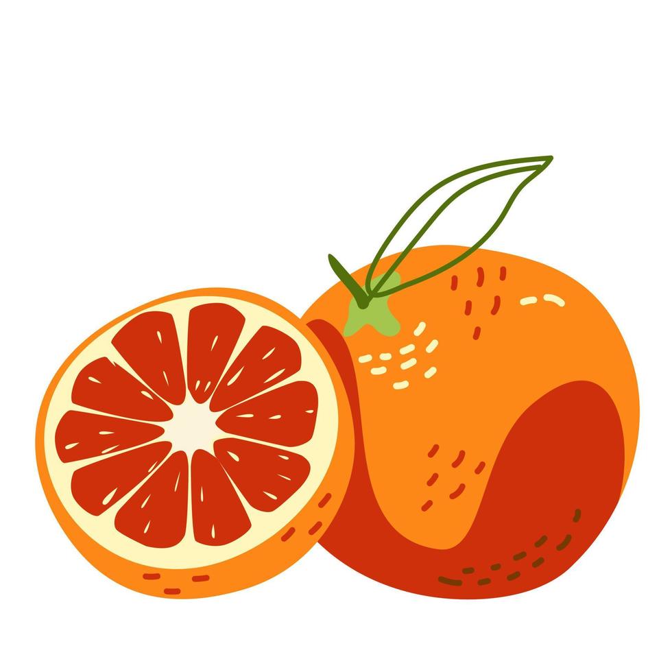 Grapefruit whole and half vector