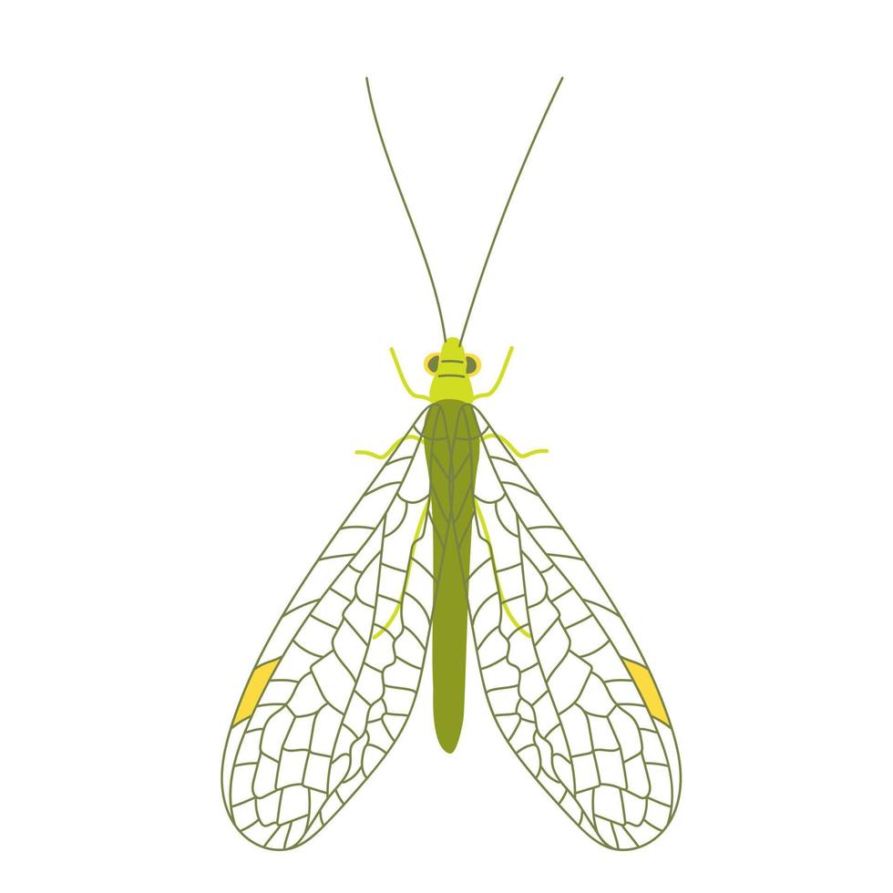 One green golden-eyed with open wings vector