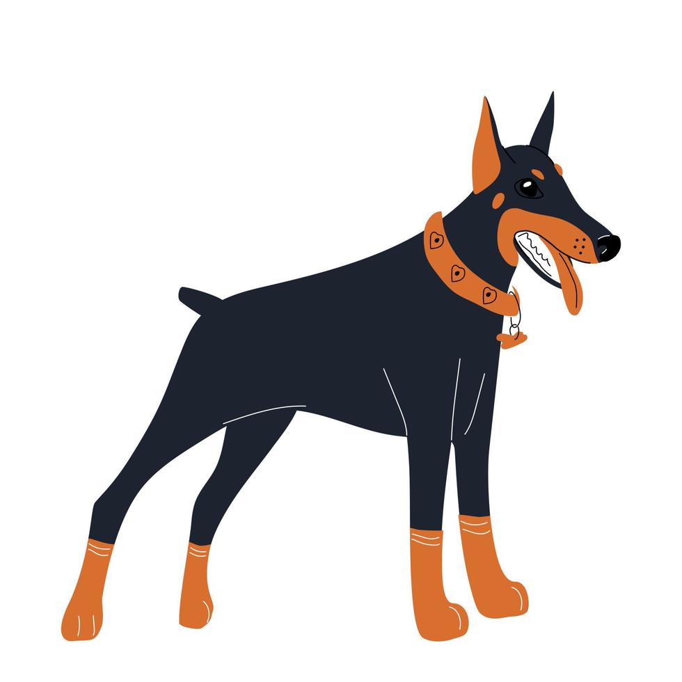 lindo doberman en un collar naranja vector