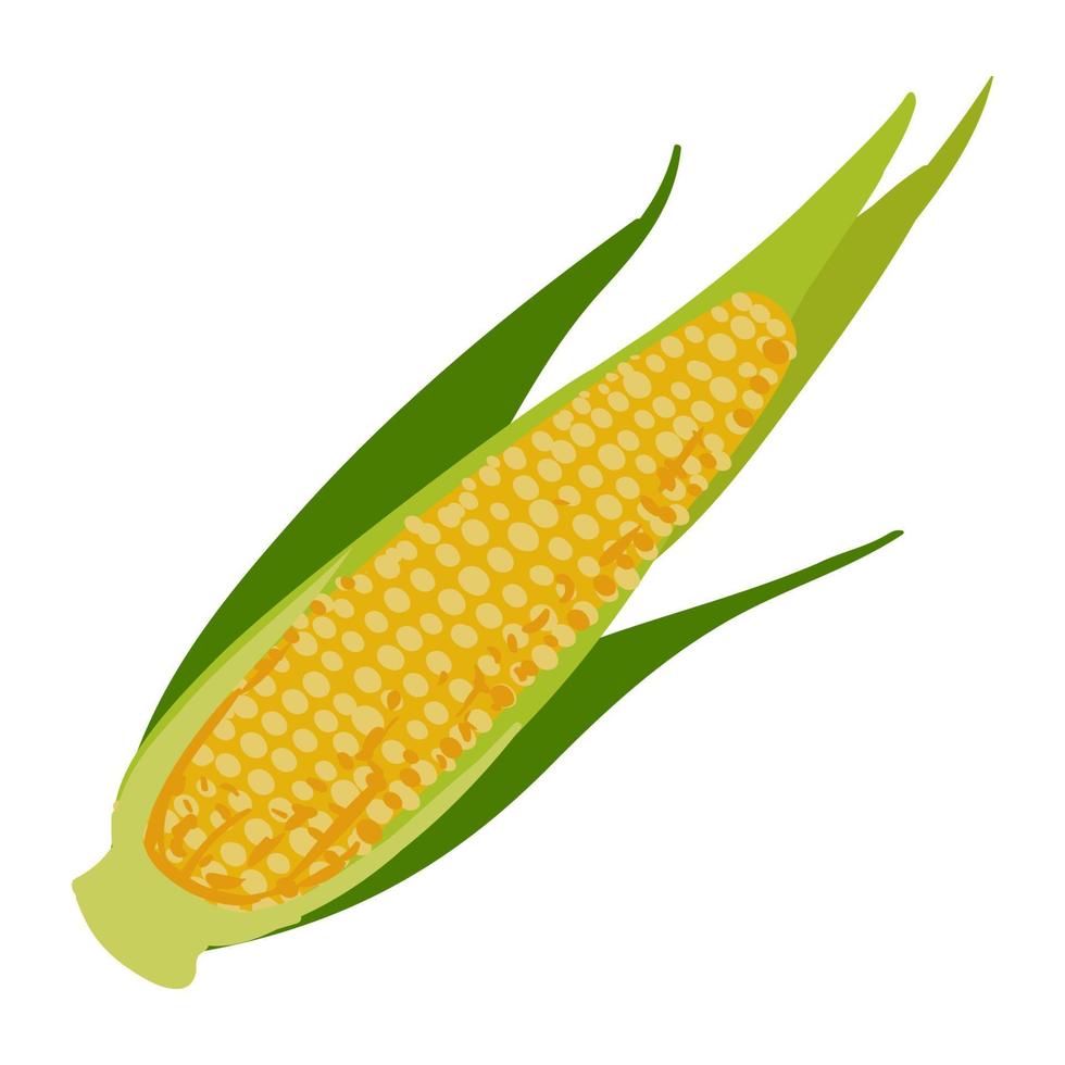 Ear of Corn Colorful Illustration isolated on white background vector