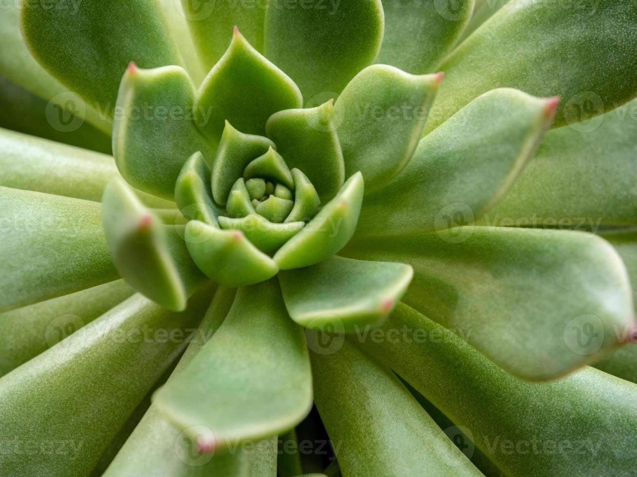 Succulent plant close up white wax on fresh leaves detail of Echeveria plant photo