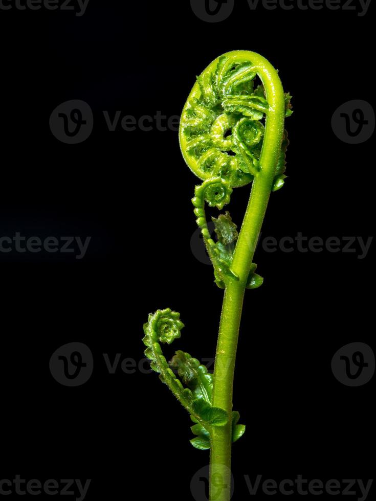 Frescura hoja verde de helecho sobre fondo negro foto