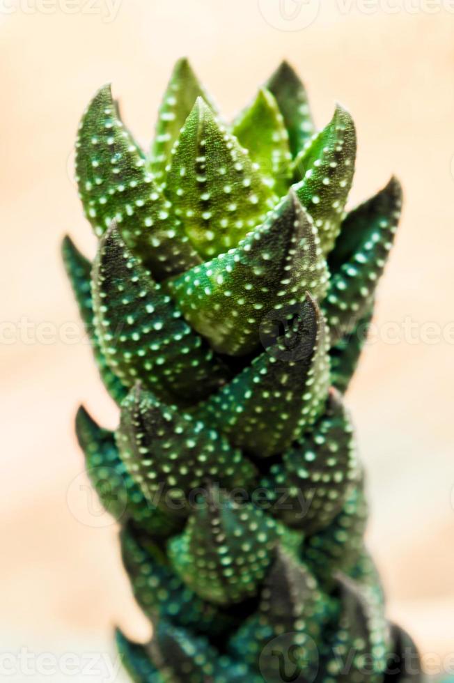 Haworthia Reinwardtii a species of perennial succulent plant photo