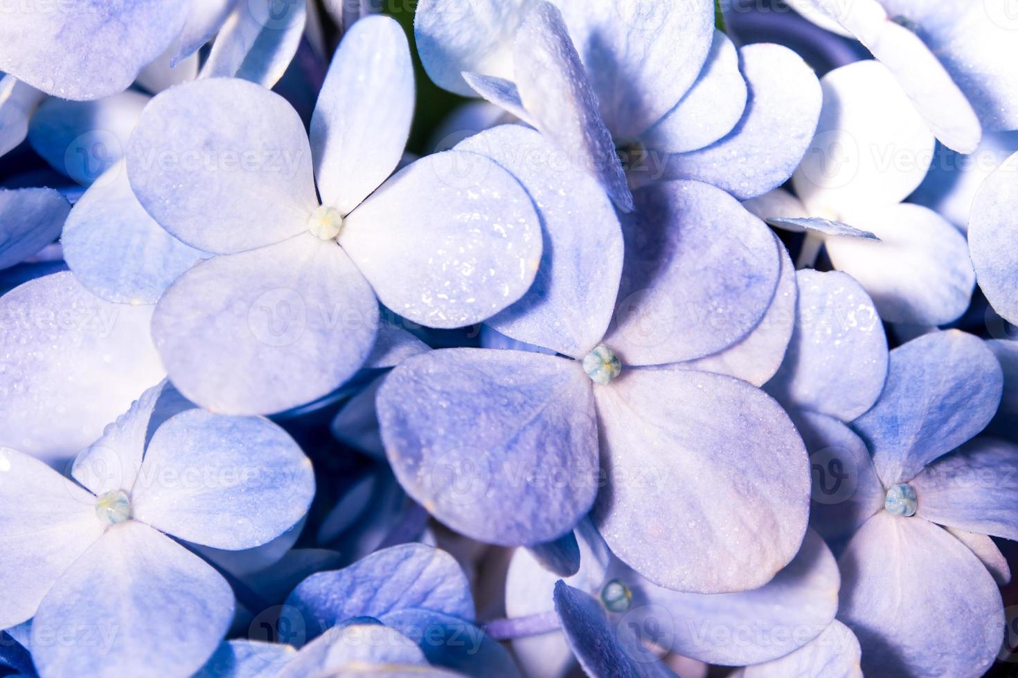 Blue fragile flowers and small white flower in the flower bouquet photo