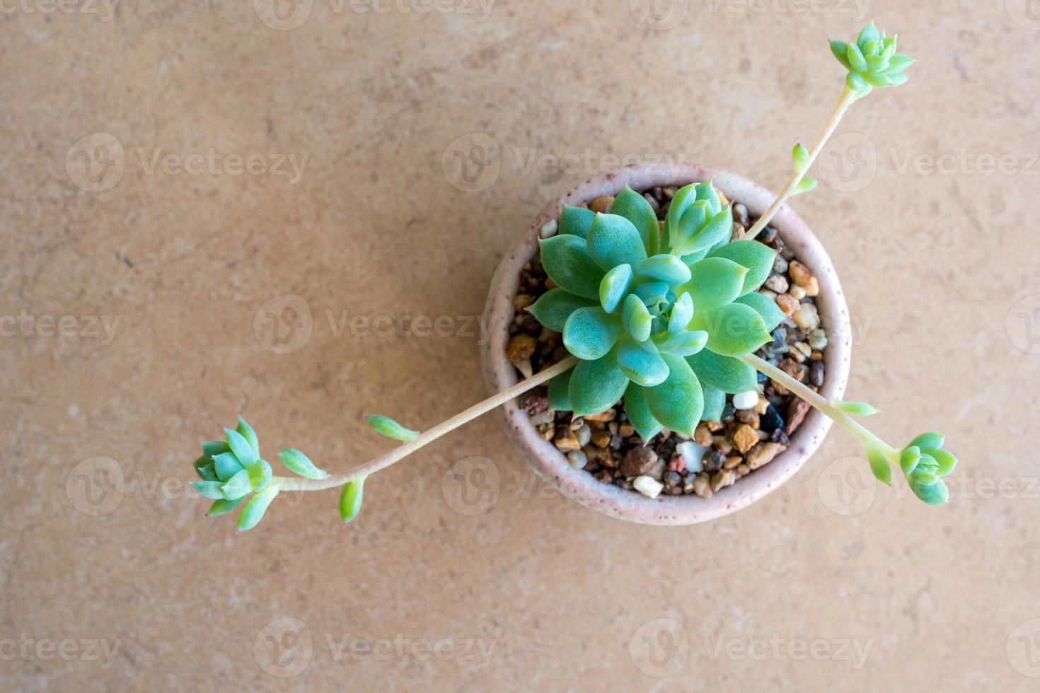 hojas frescas de primer plano y capullo de planta suculenta graptopetalum macdougallii foto