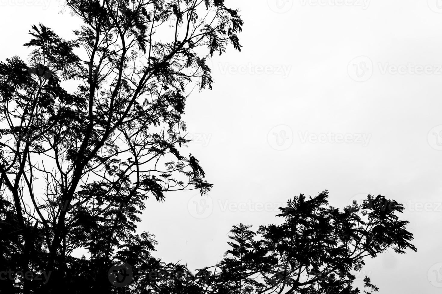 The silhouette of trees photo