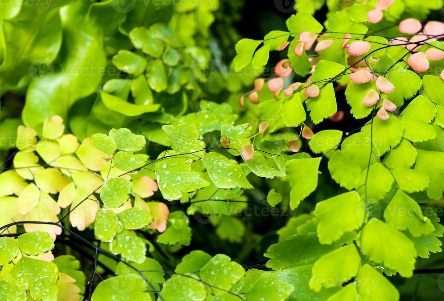 Red leaves of bud leaf and green leaf of Adiantum, black leaf stalk fern photo