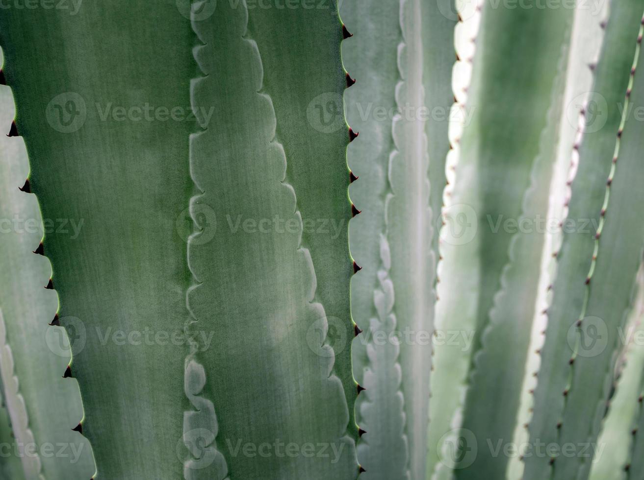 Succulent plant close-up, thorn and detail on leaves of Agave plant photo