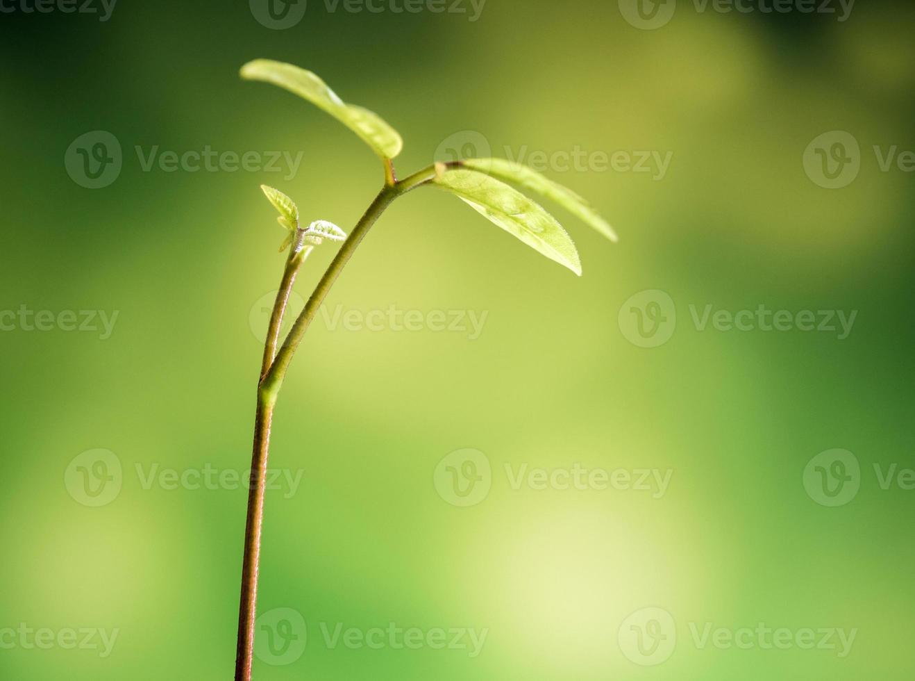 Bud leaves of young plant seeding in forest photo