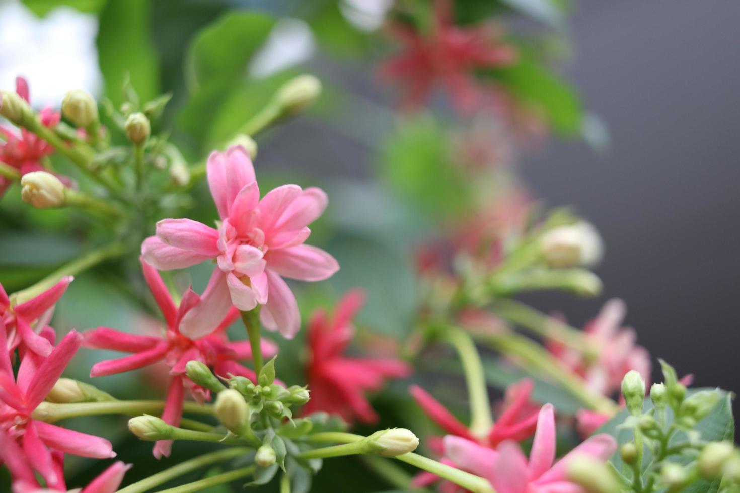 Rangoon Creeper's flowers or Drunken Sailor are on branch blooming with copy space, Some buds of Chinese Honey Suckle's flowers on bunch. photo