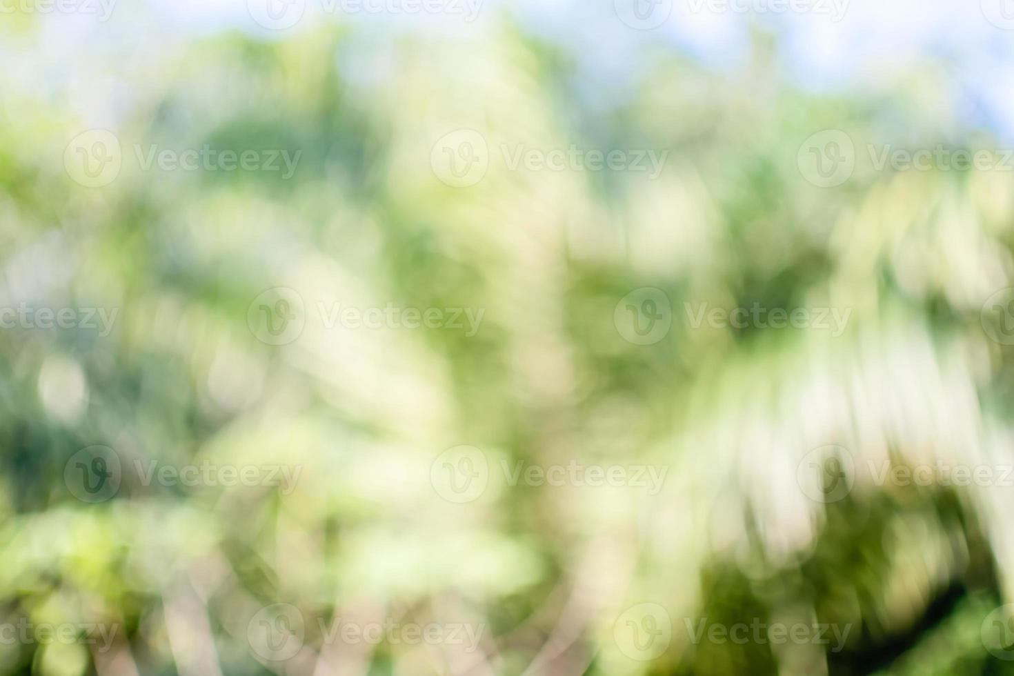 The concept for design blurred and defocused effect season. Abstract bokeh green color for the nature background. Daylight in outdoor and The air is so fresh photo