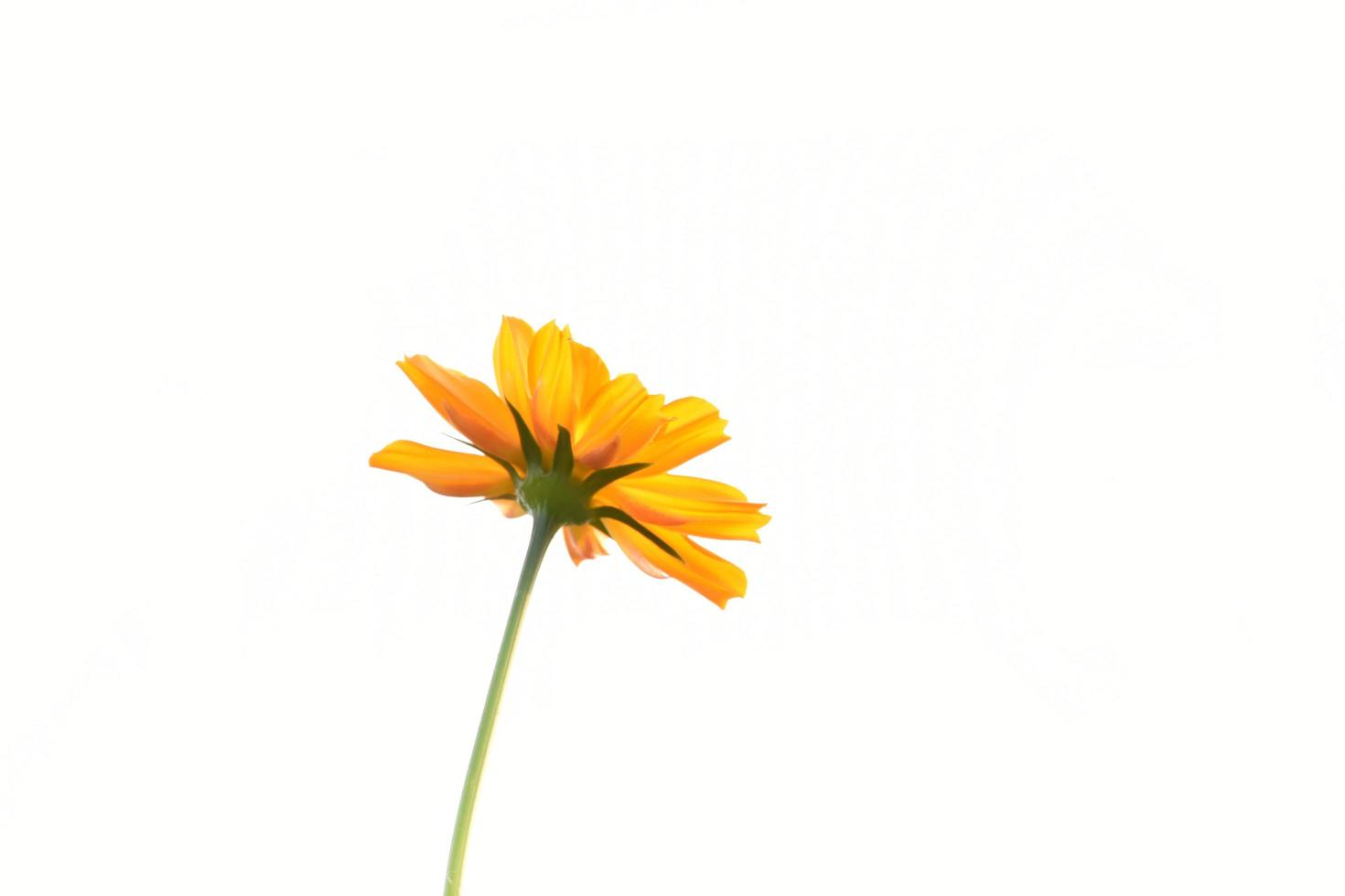 Closeup view of cosmos flowers photo