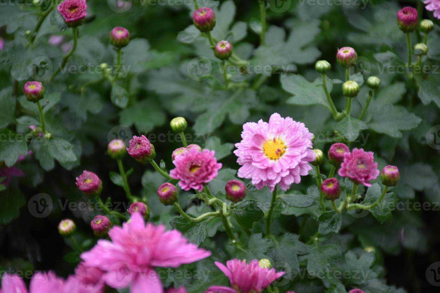 fondo de lecho de flores de crisantemo rosa. foto