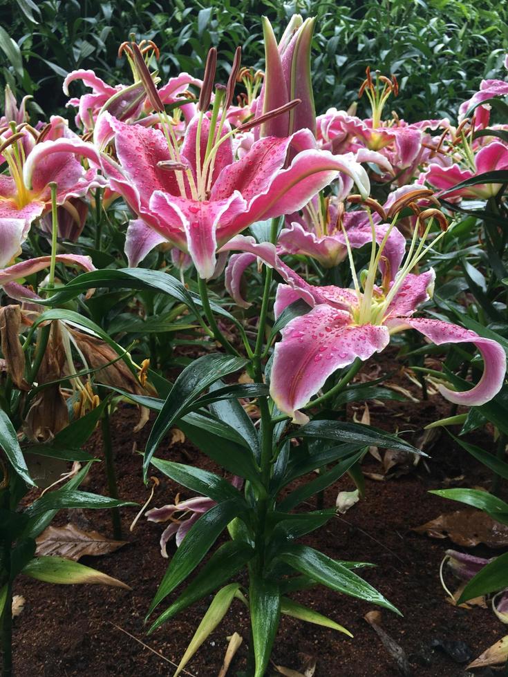 Pink lily flowers in forist beds in forist festival shows. photo