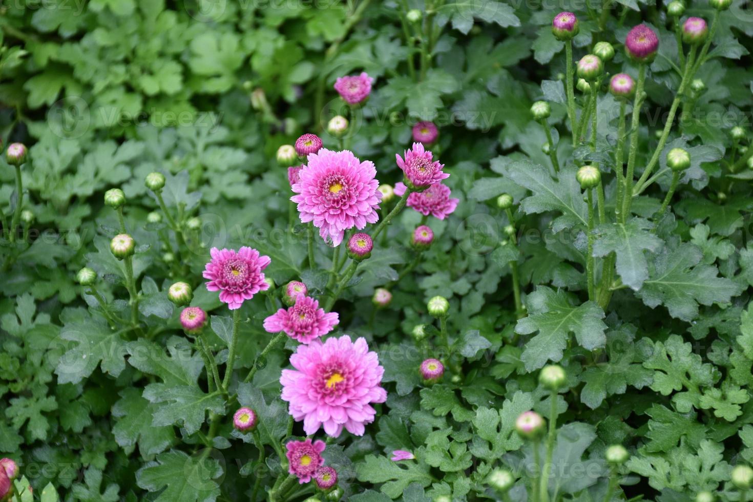 Pink chrysanthemum flower bed background. photo